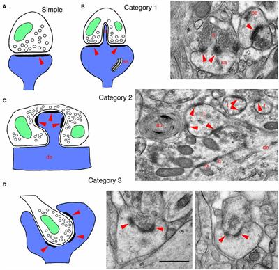 Invaginating Structures in Mammalian Synapses